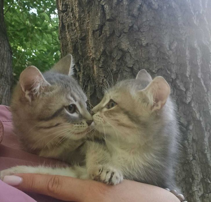 котята в добрые руки
