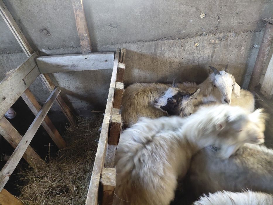 Ешкілер сатылады!