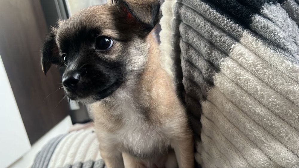 Отдам в доьрые руки щенка