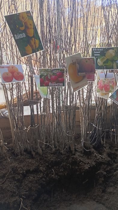 Көшет жемыс агаштары