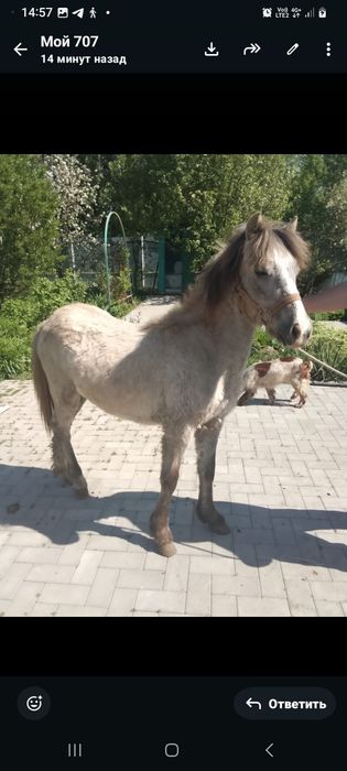 Продаётся Кобылка Шетлендской Пони 1.4 года