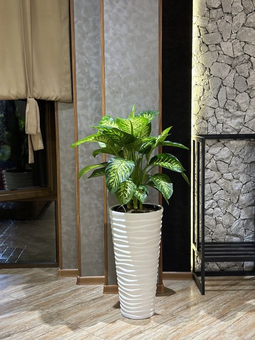 Живые и искусственные растения для дома и офиса от