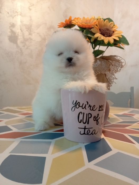 Pomeranian modelul ursulet, Din parinti talie  mini. Pe