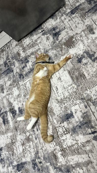 Котик в добрые руки
