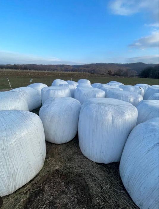 Vand baloti lucerna infoliati