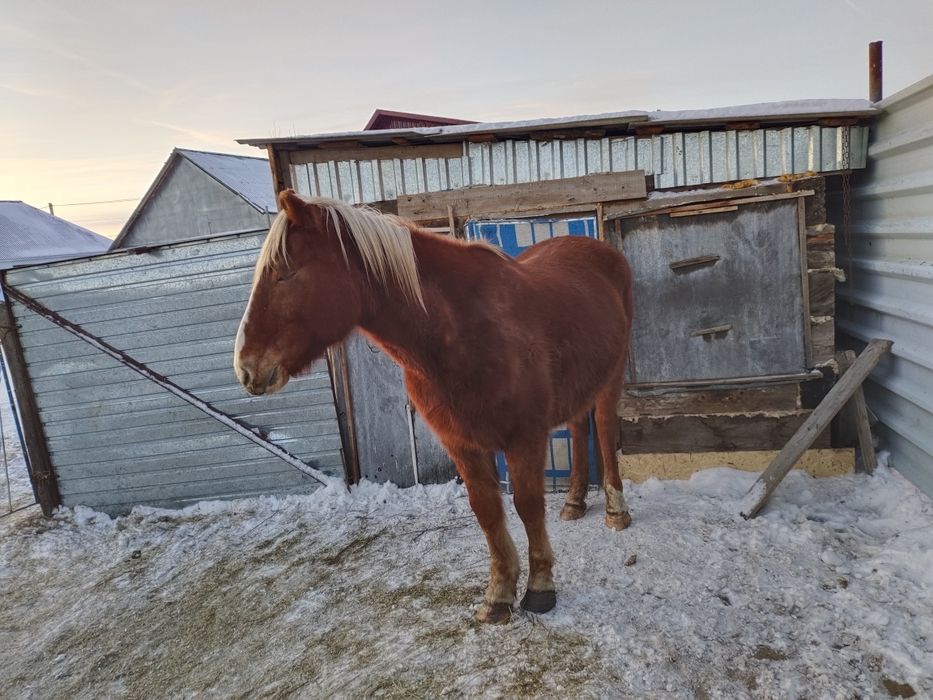 Продам кабылу. Упитанная.