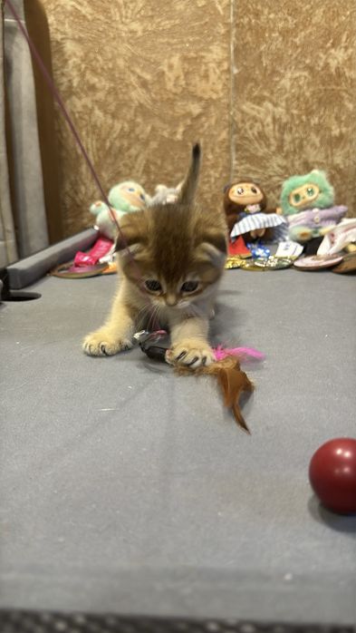 Продается мальчик веслаухий Фолд.