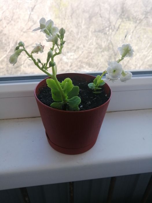 Продам каланхоэ белый и розовый