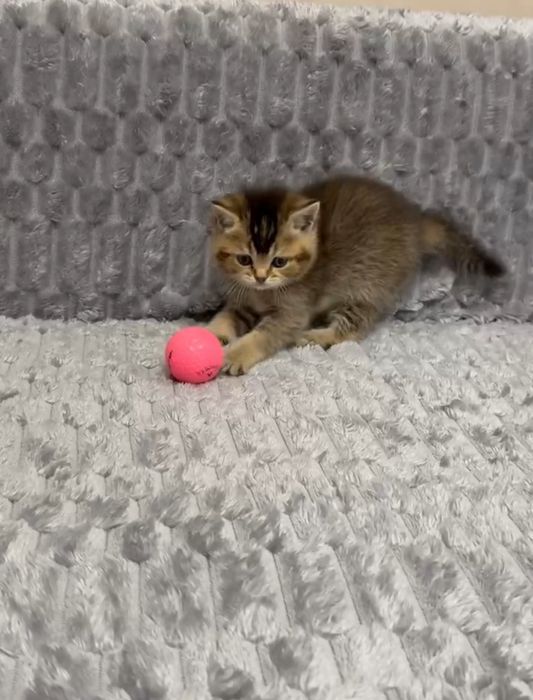 британка золотая шиншилла