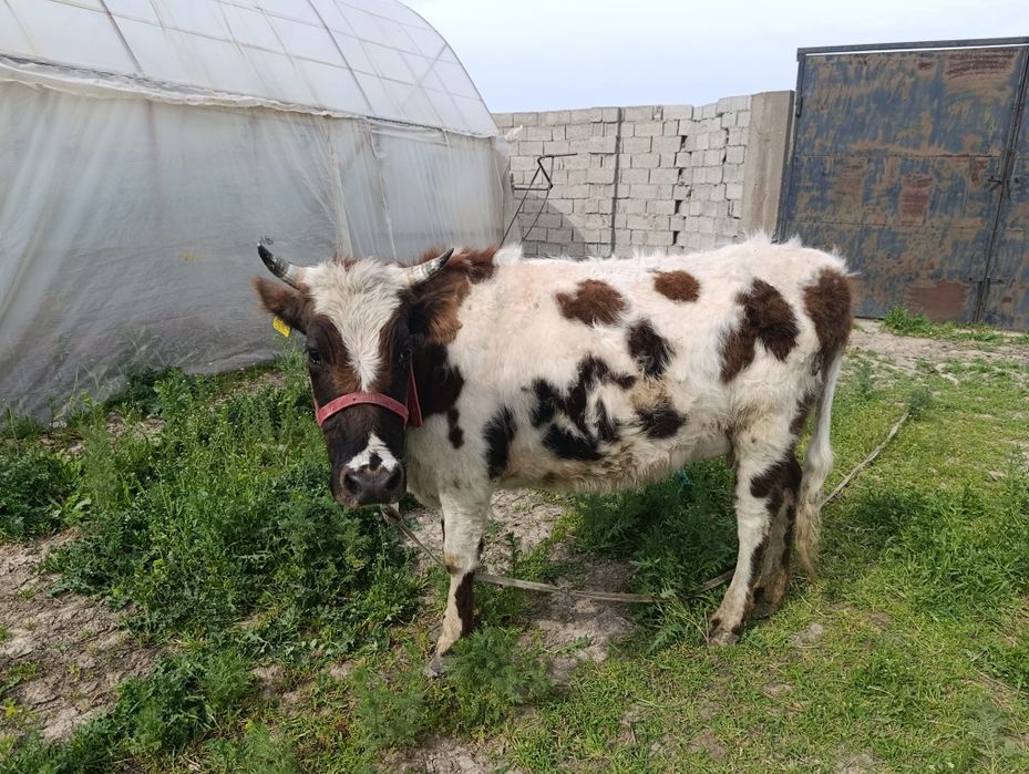 Бузавьли сийр сатилалади