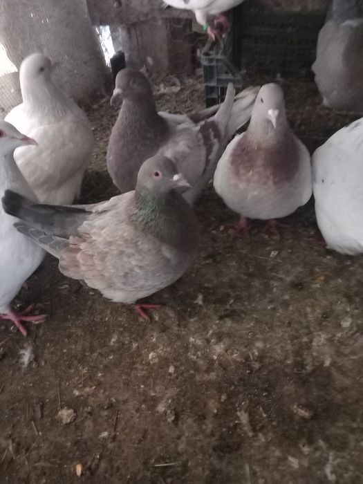 Porumbei texani disponibili