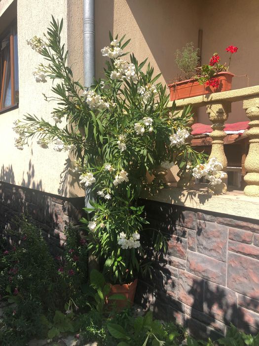 Plante decorative - Oleandrii