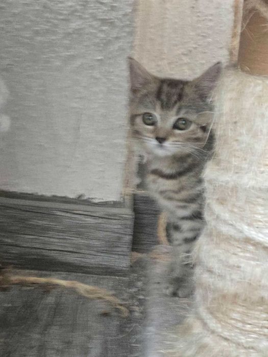 Британски котета