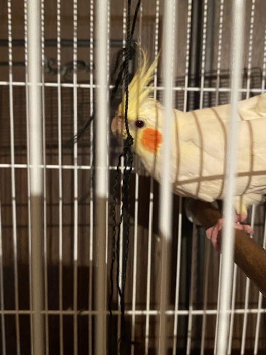 Продам кореллу молодой