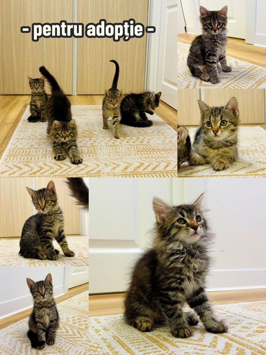 Adoptie pisoiasi