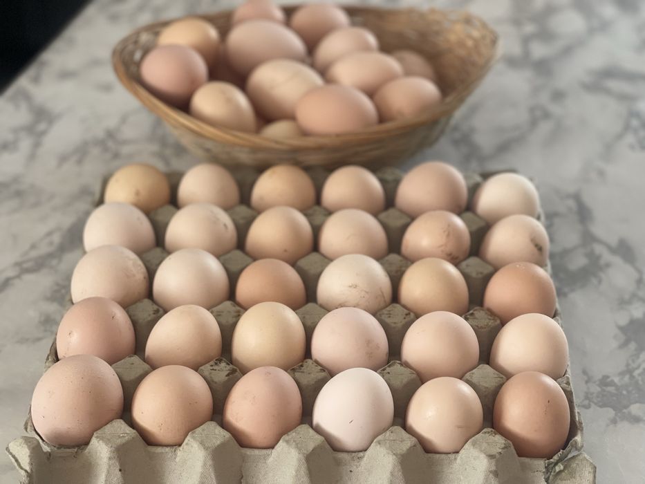 Oua pentru incubat