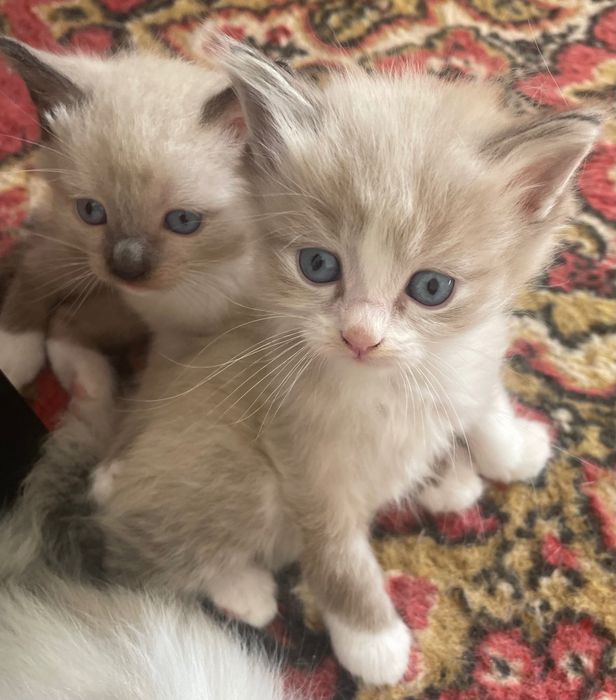 Котята невской  маскарадной