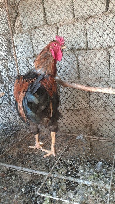 Xõroz Sotiladi Damshni Kilosi 3500