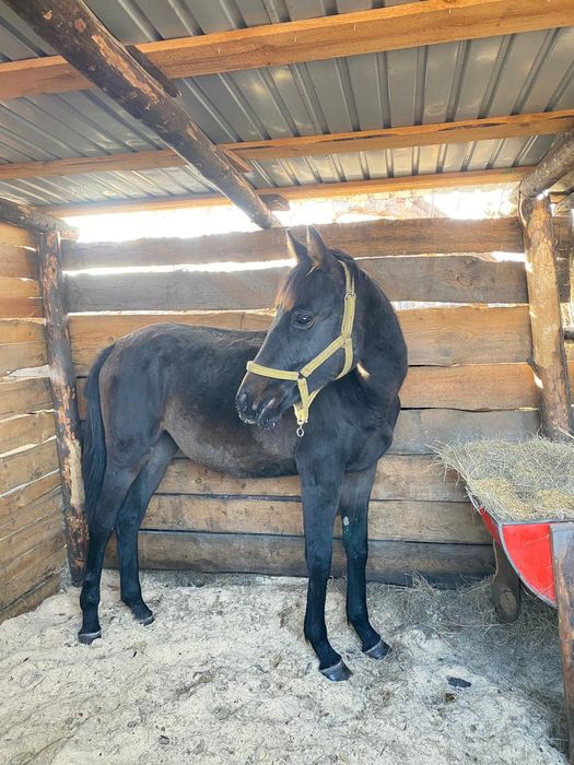 Продам ЧК тайчиков