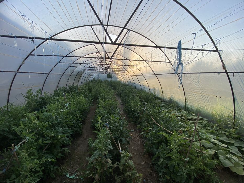 Парник гаранти 5