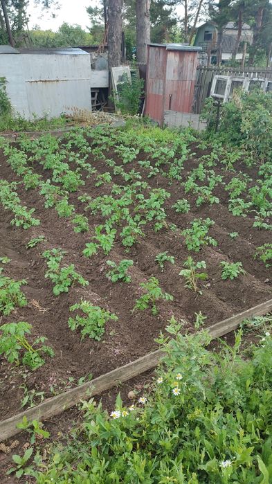 Дача СПП под телевышкой