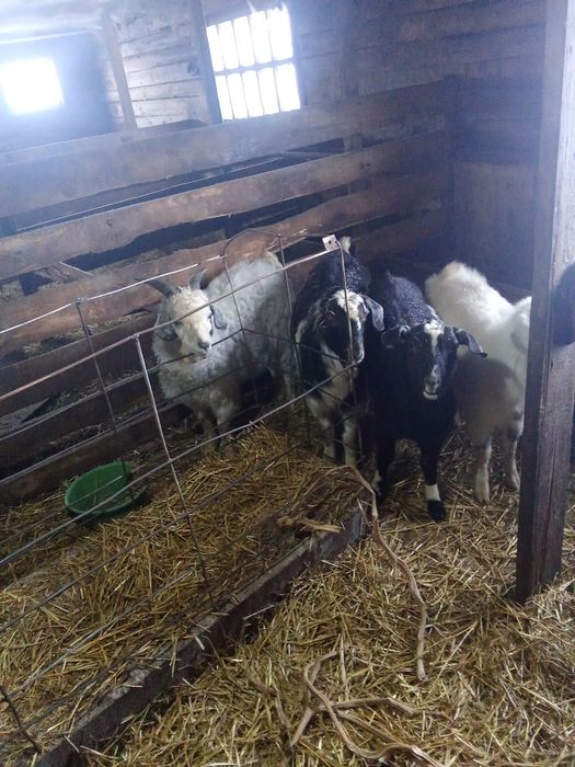 Продам. Козёл . 30тыс . 100тыс.