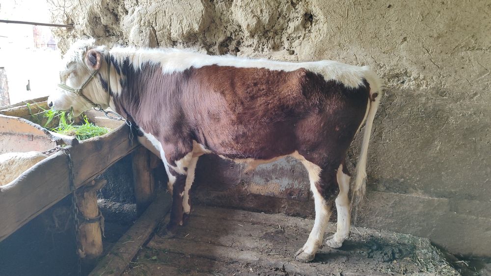 Белый голов бычок