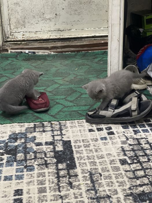 Продам кошки чийтий пароди без мами тока катонки 2 штуки есть