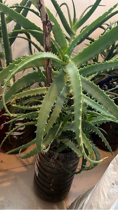 Лечебный аллэ 5 лет