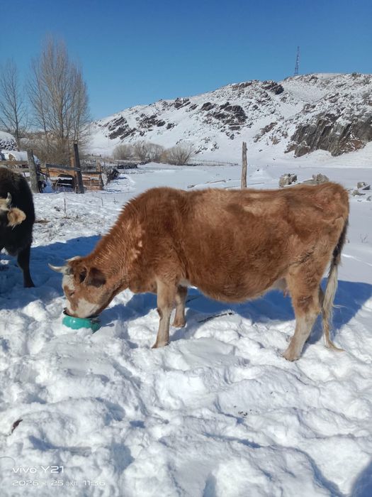 3 буаз сиыр сатылады