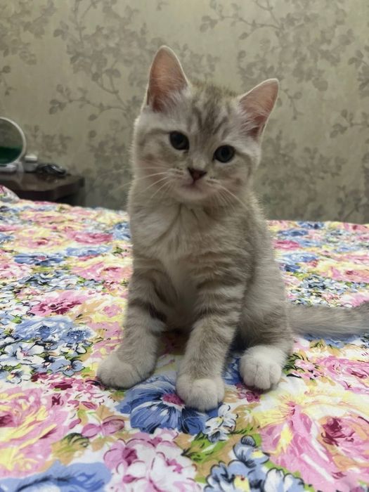 Мушук   болалари