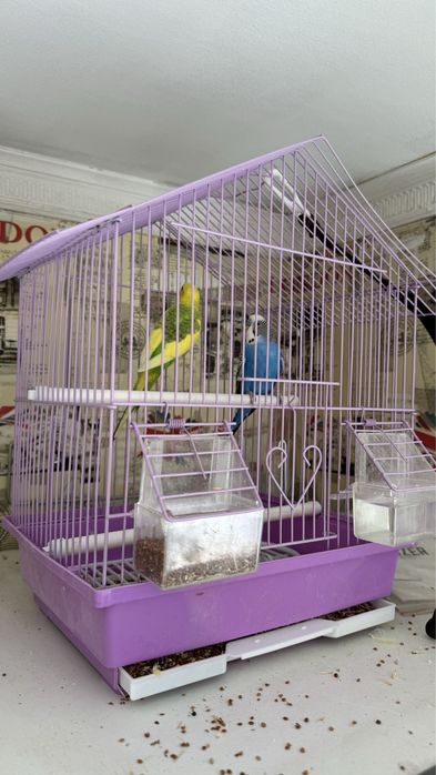 Волнистый попугай