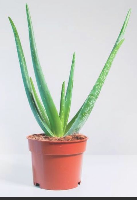 Комнатные растения, цветы для дома, офиса