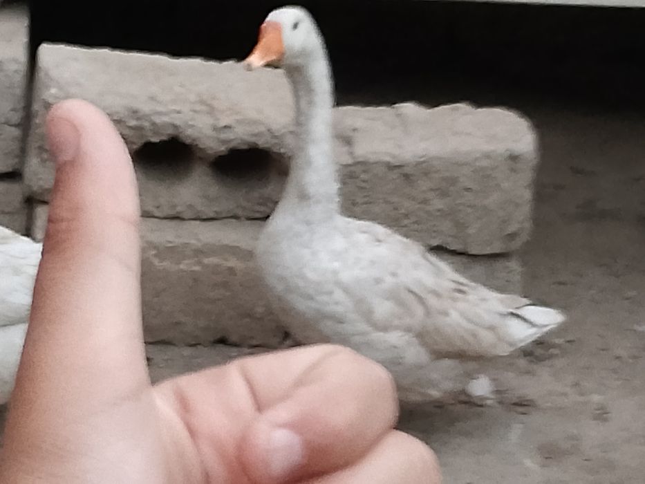 Oʻrdak va gʻozlar sotiladi