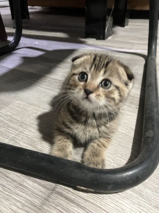 Котенок веслоухая