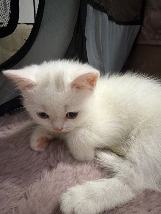 British Shorthair Femela Constanta White