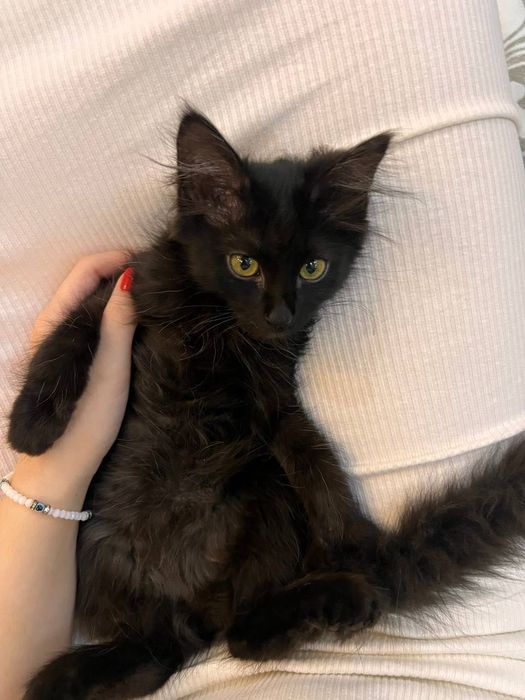Котенок черный в добрые руки