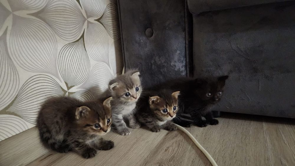 Очень красивые котята