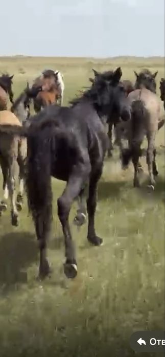 Тайлар сатам ………