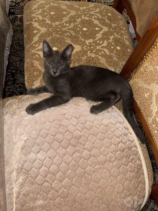 котенок мальчик чистый