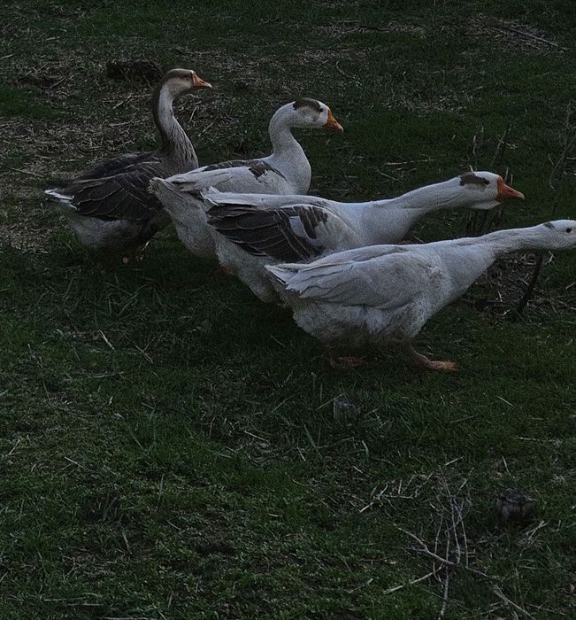 Gʻozlar sotiladi makyon xoʻrozlar, soglom