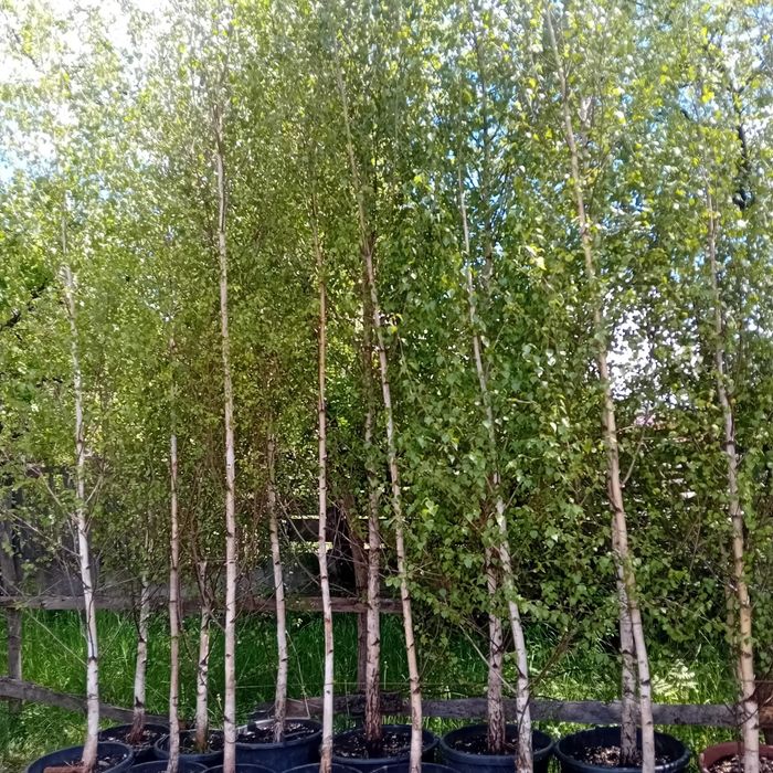 Vând mesteacăn alb diferite înălțimi prețul pleacă de la 60 RON bucata