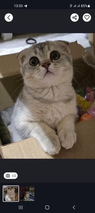 Seriybristiy shinshila qoni toza mushuk