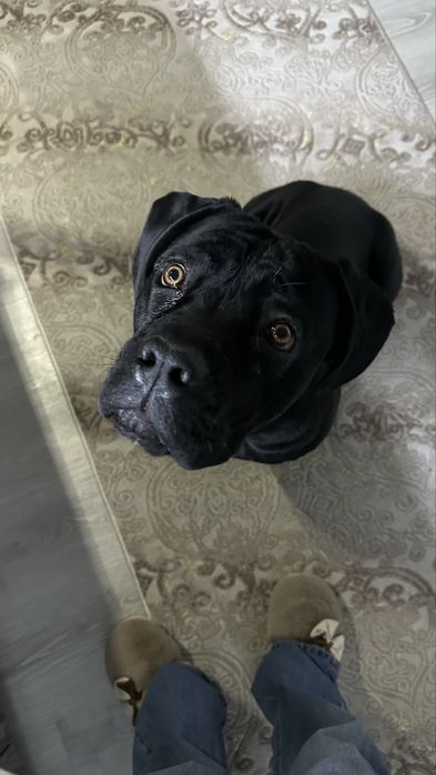 Собака, кане корсо, щенок 8 месяцев !