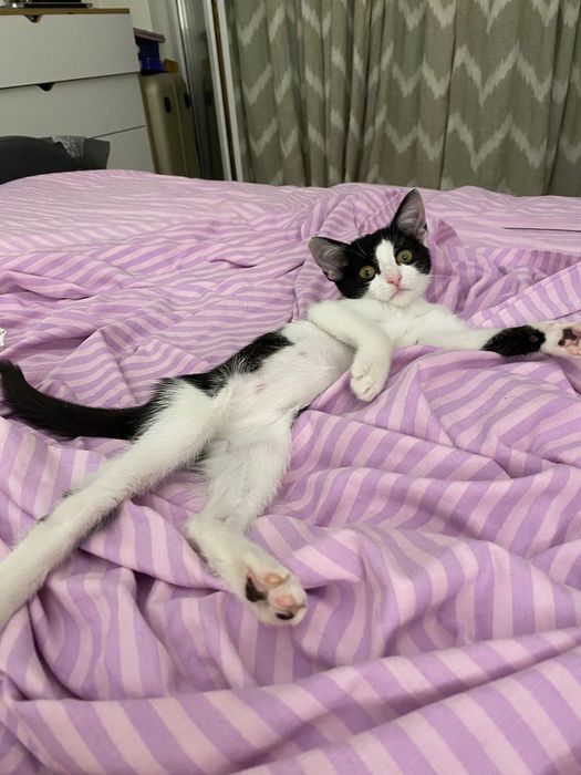 Котенце, момиче, 3 месеца