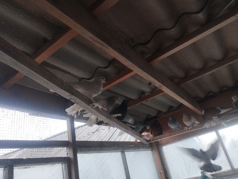 Голуби на продажу