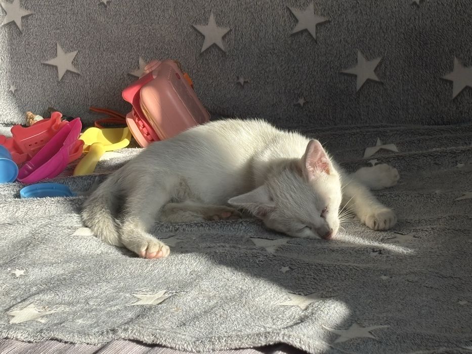 Срочно котенок мальчик