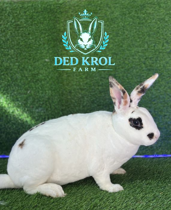 Quyon REX trikalor samka