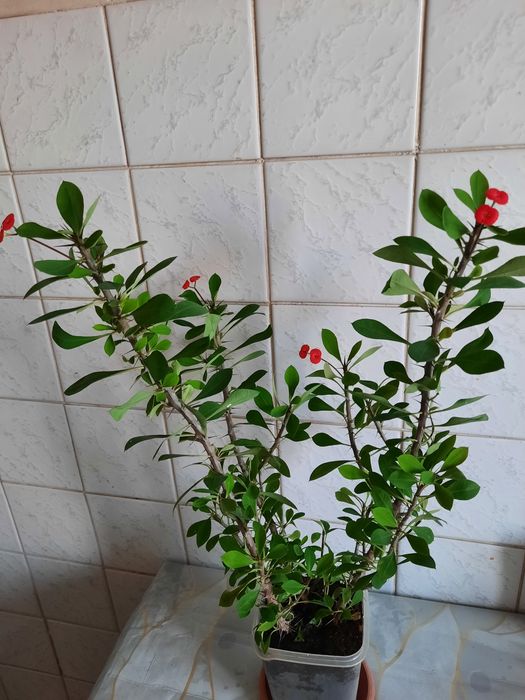 Молочай Миля р-н Бурова