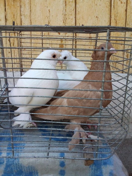 Продам домашних голубей
